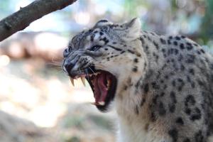 Snow_Leopard_-Taronga_Zoo-8a