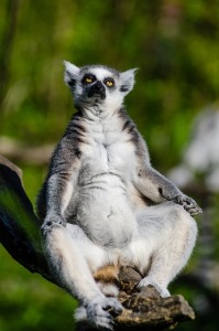 lemur-1032054_640