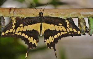 swallowtail-butterfly-329086_640
