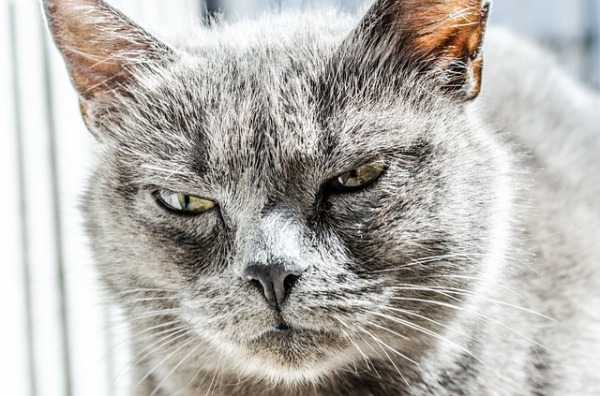 https://pixabay.com/en/cat-angry-unhappy-wild-black-gray-334383/