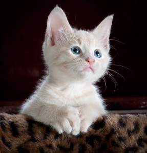 https://static.pexels.com/photos/45201/kitty-cat-kitten-pet-45201.jpeg