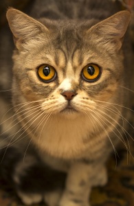 cat-eyes-portrait-cat-eyes-160486