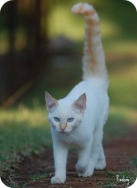 https://pixabay.com/en/cat-walking-pet-animal-mammal-191912/
