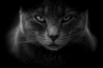 https://pixabay.com/en/cat-moody-angry-close-up-3386220/